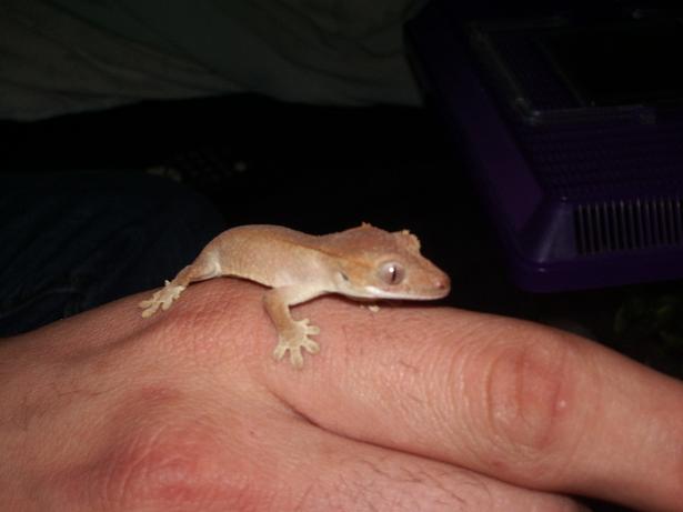 baby crestie