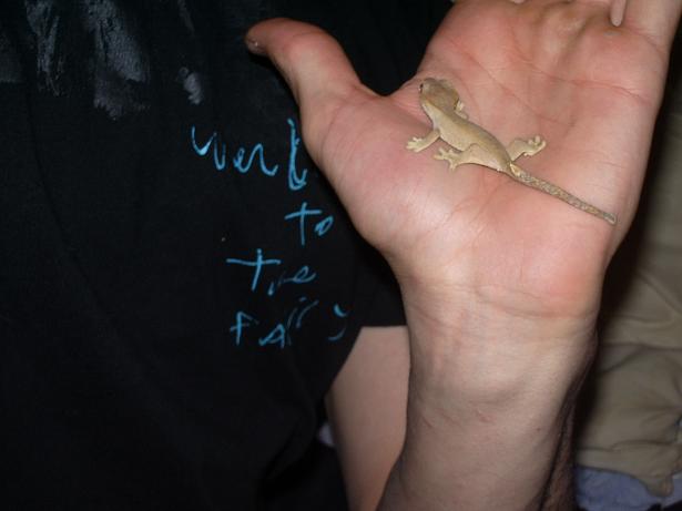 my baby crestie