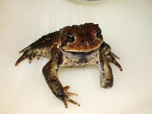 stumpy