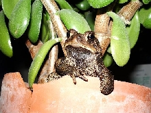 stumpy!