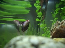 marley