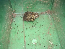 Stumpy