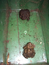 toad face off