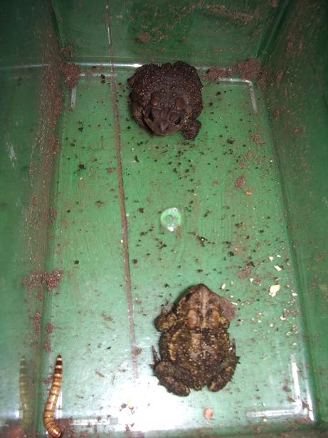 toad face off