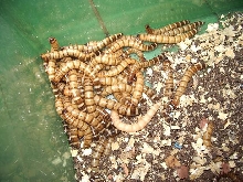 mealworms