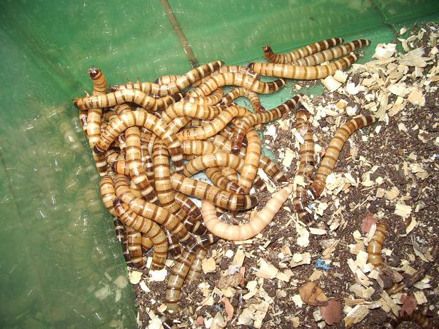 mealworms