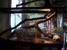 temporary tank