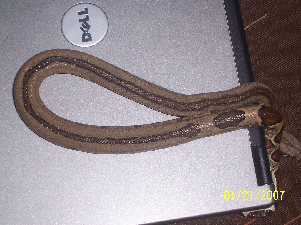 "D" Series Male