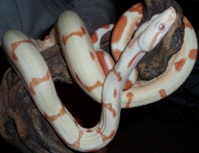 Female Sunglow