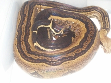 gravid female