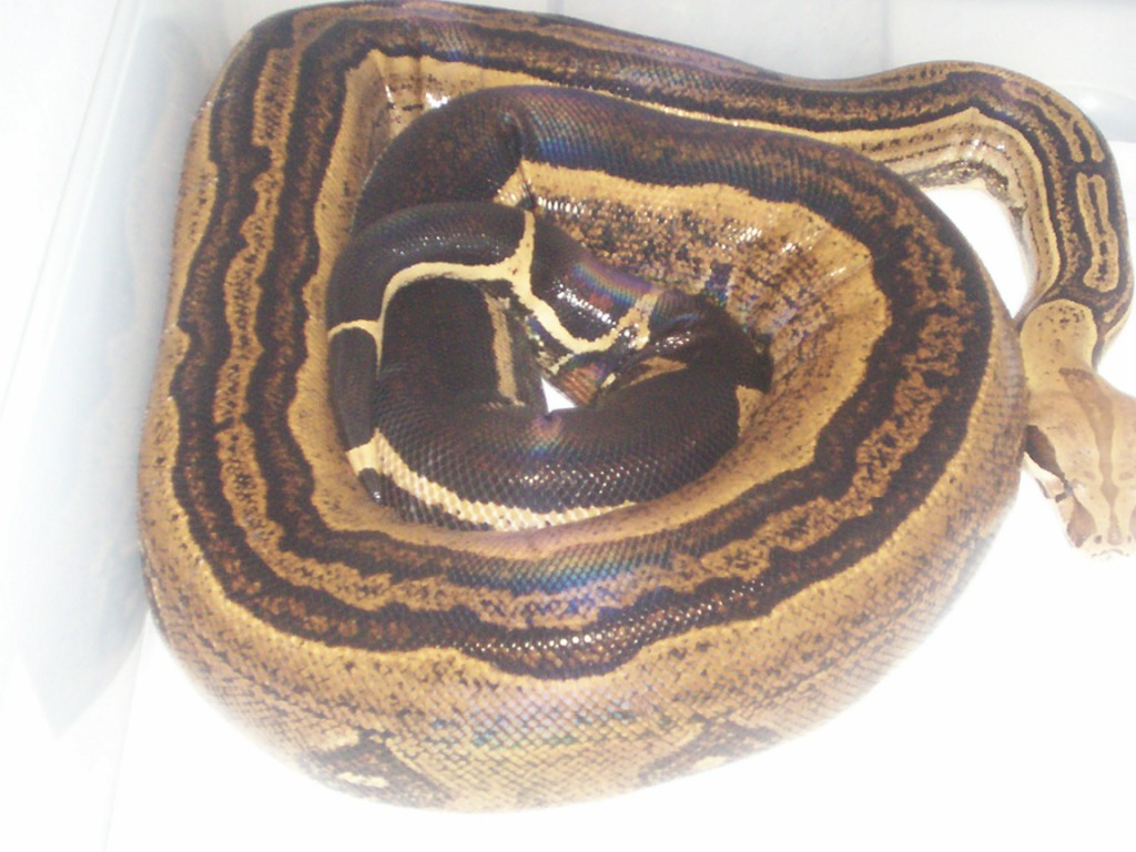 gravid female
