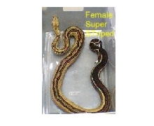 Super Stripe Boa