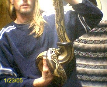 A real true striped boa