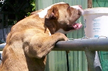 DOZER