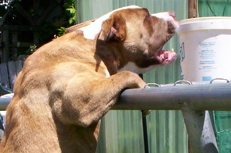 DOZER