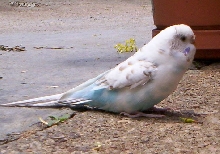 Birdie the Budgie