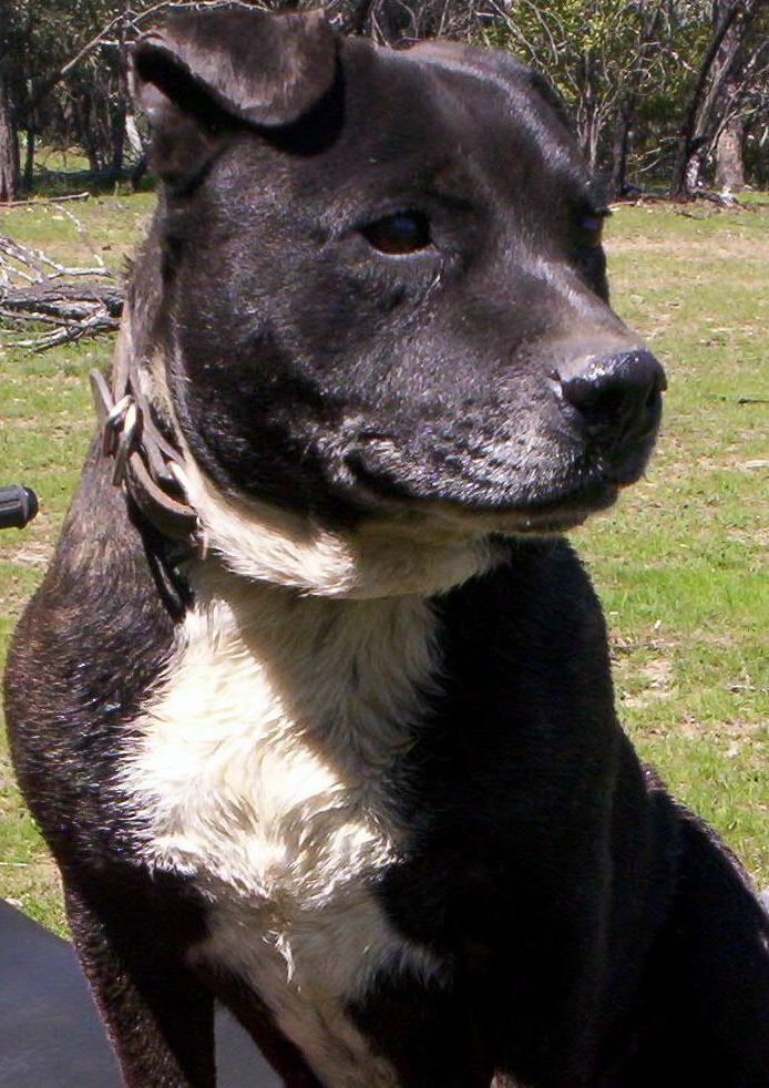 Boof