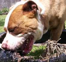 DOZER & HIS FAVORITE TOY