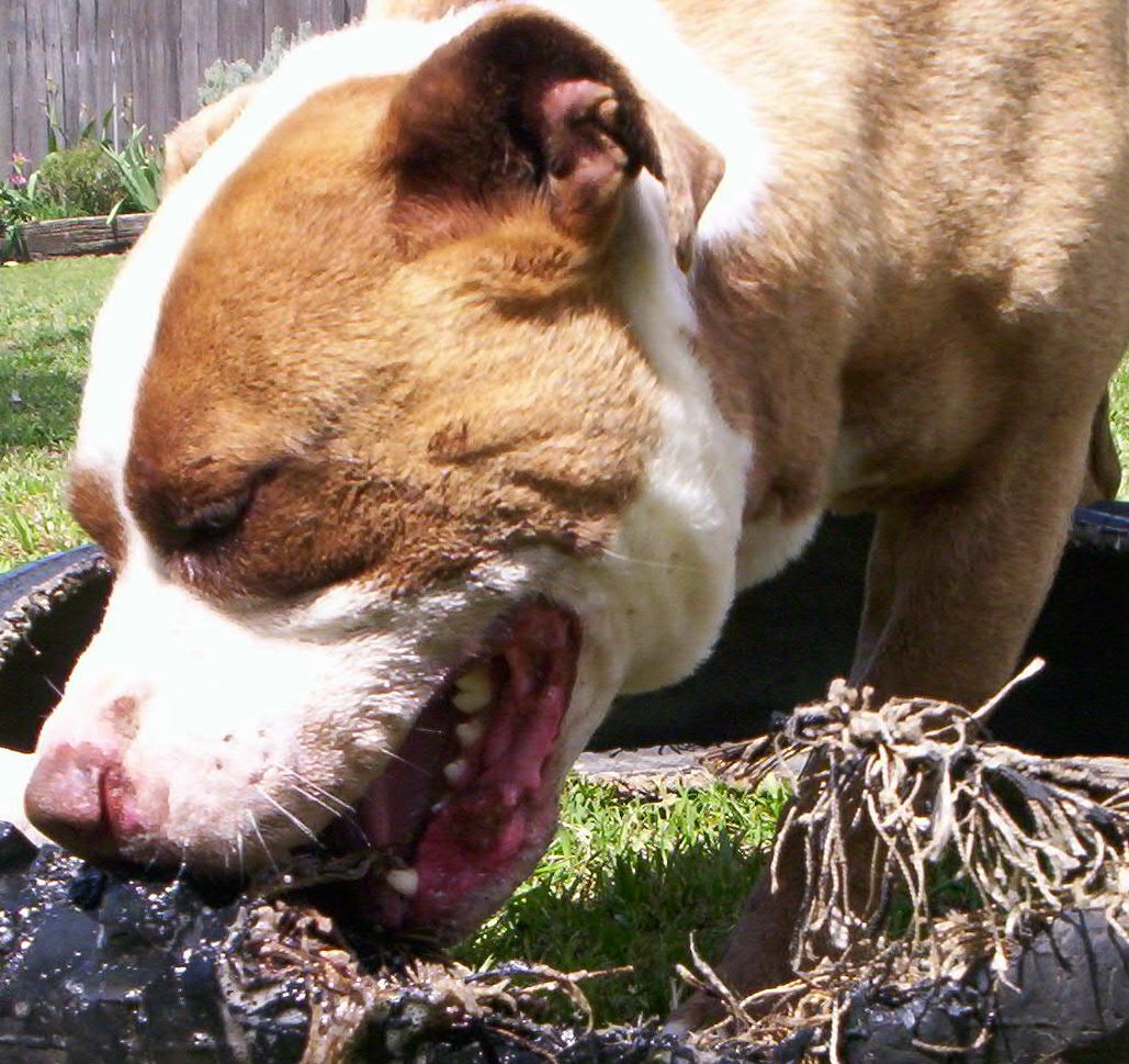 DOZER & HIS FAVORITE TOY