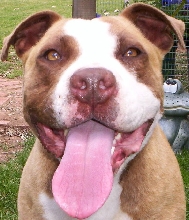 THE DOZER SMILE