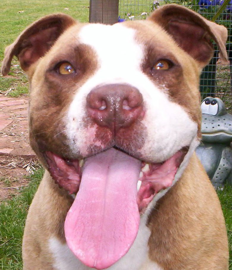 THE DOZER SMILE