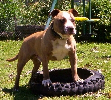 Dozer & his tyre