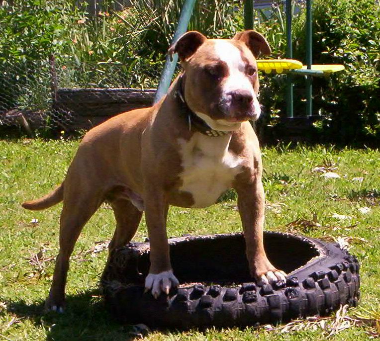 Dozer & his tyre