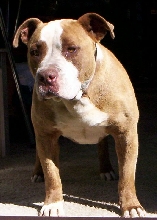 Dozer