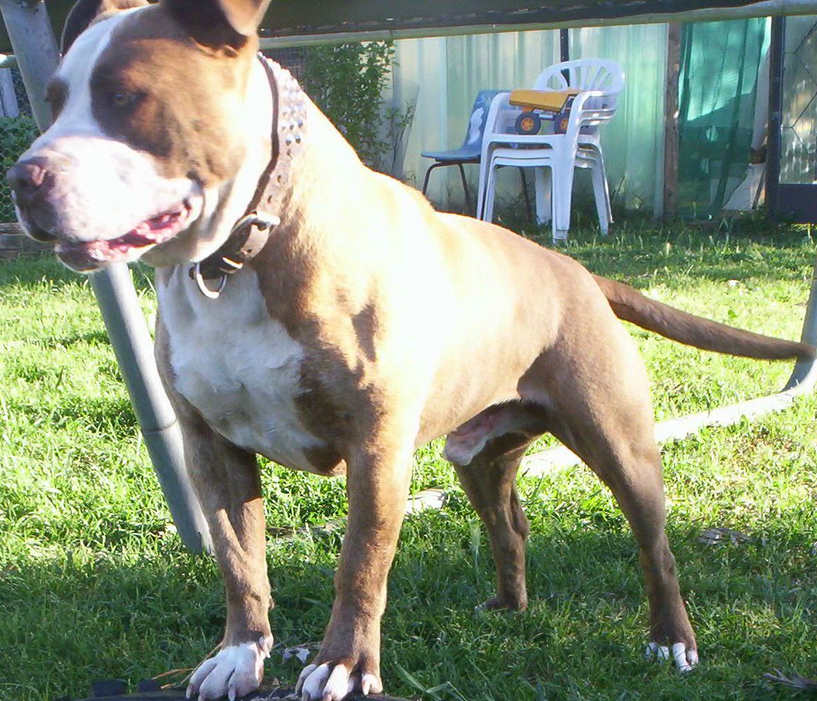 Dozer