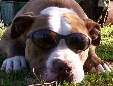 Dozer with sunnies