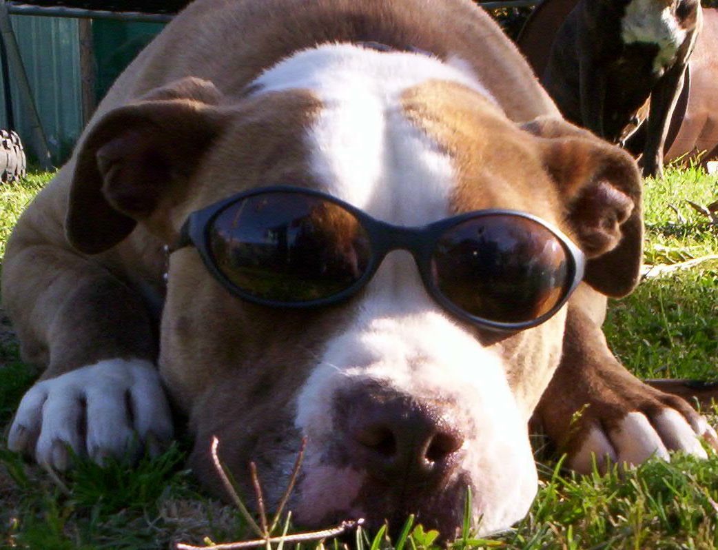 Dozer with sunnies