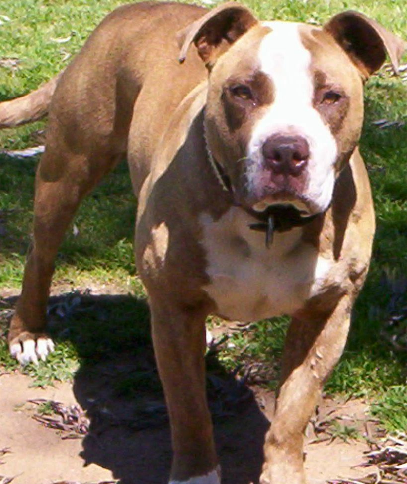 Dozer Boy