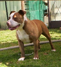 DOZER
