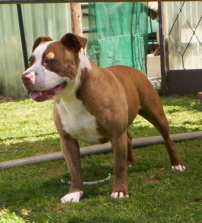 DOZER