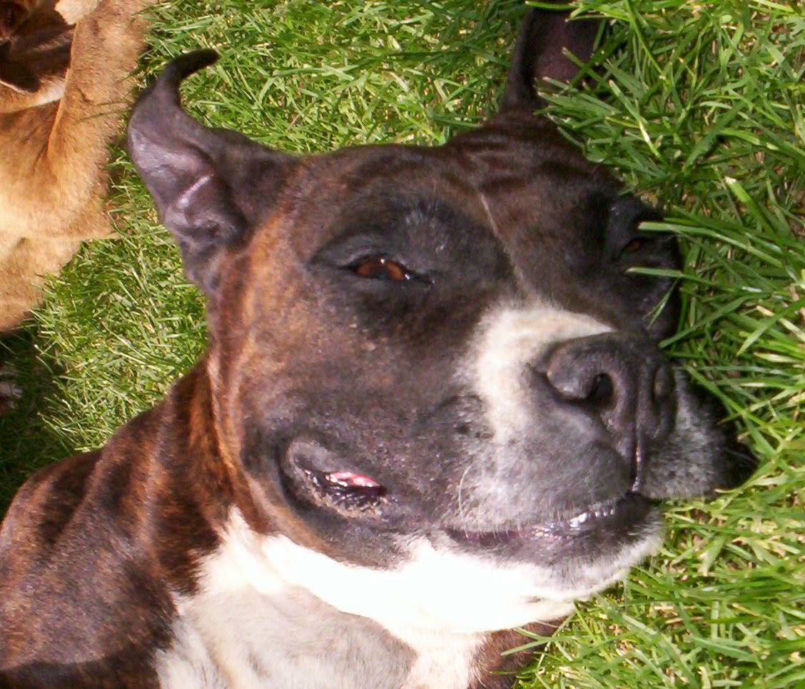 Trix having a snooze
