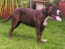 TRIX