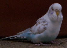 Birdie