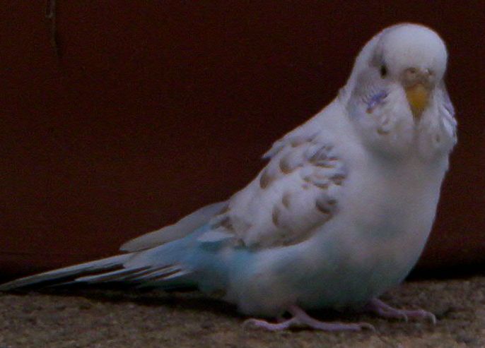 Birdie