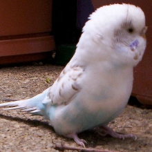 Birdie the Budgie