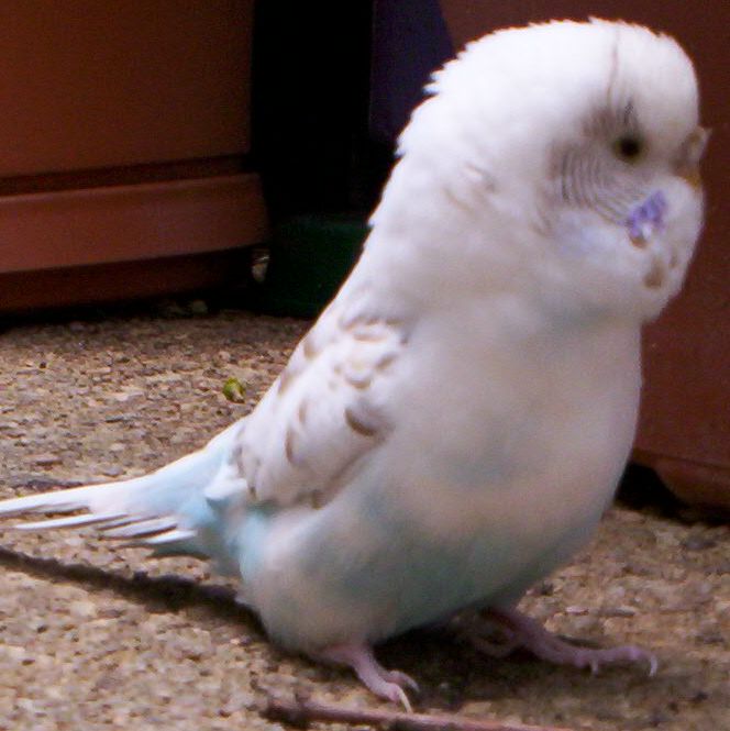Birdie the Budgie
