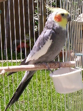 Bomber the Cockatiel