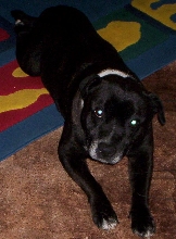 Woofer