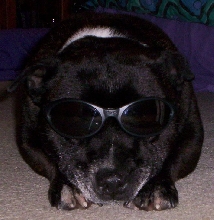 Boof with sunnies