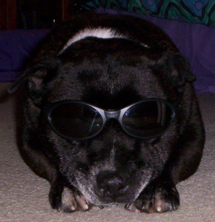 Boof with sunnies