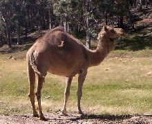 Camel