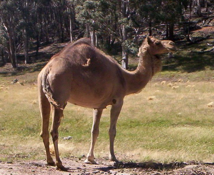 Camel