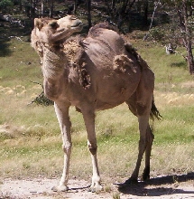 Another Camel