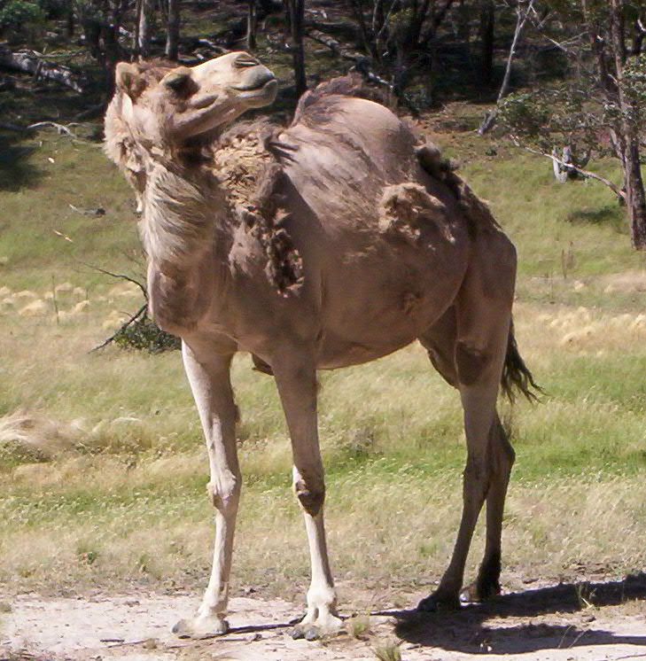 Another Camel