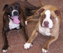 Trix & Dozer