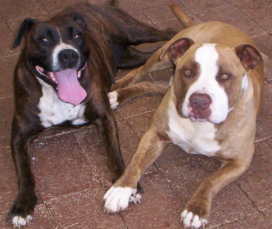 Trix & Dozer
